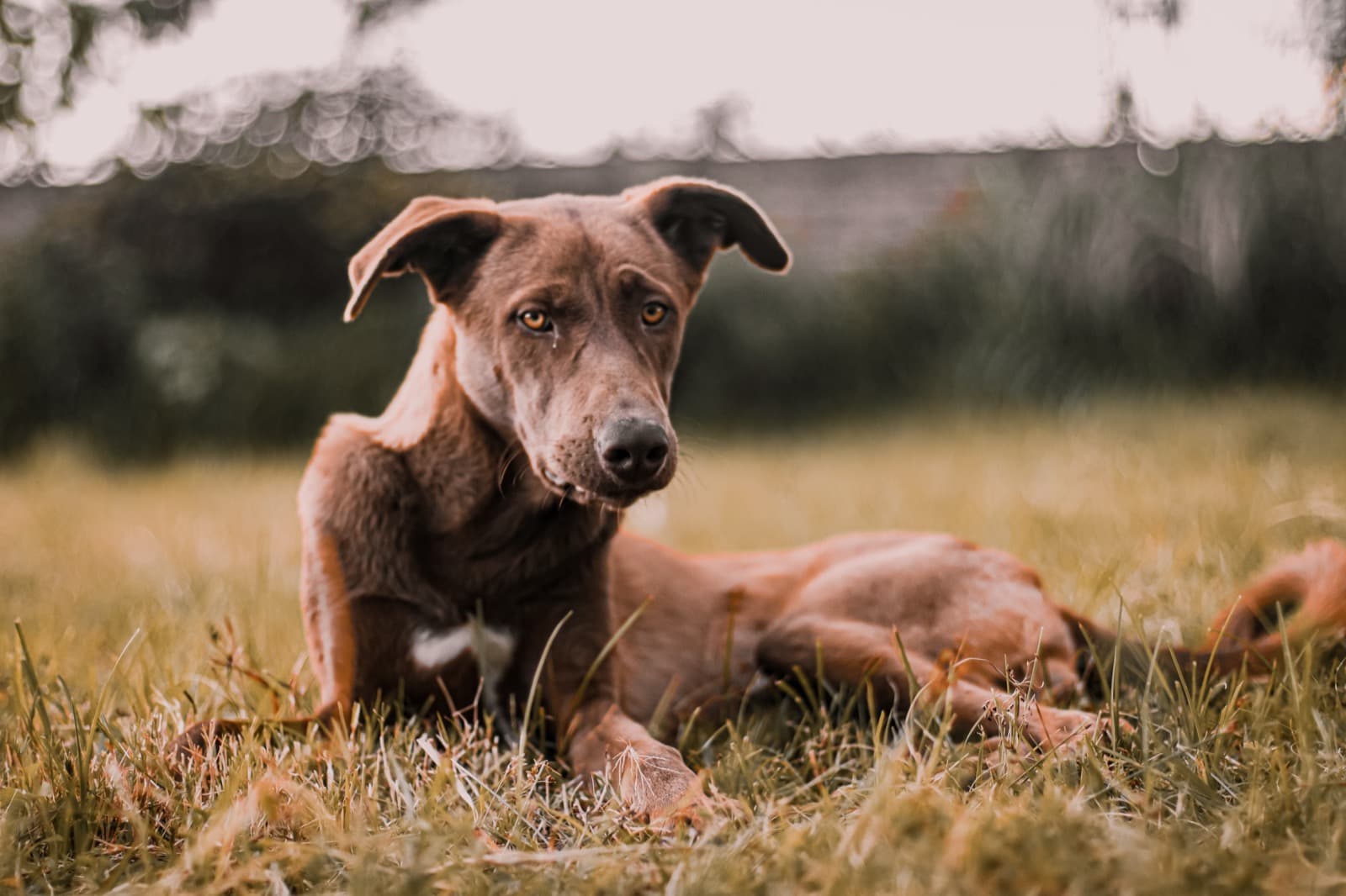 ์ผ๋ฐ์ ์ธ ํ๋ จ ์์์ ์์งํ๋ ๊ฐ์์ง ์ฌ์ง ์ธ๋ค์ผ